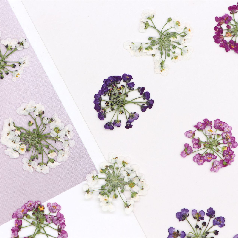 Dried Flower Bookmark - 1.5-2.5cm/12개, 천연 압축 눈꽃송이 꽃 머리,