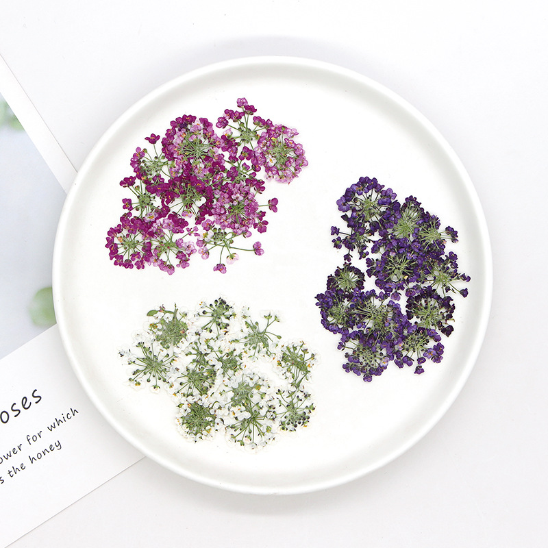 1.5-2.5cm/12개, 천연 압축 눈꽃송이 꽃 머리 - Dried Flower Bookmark 리뷰 및 가격