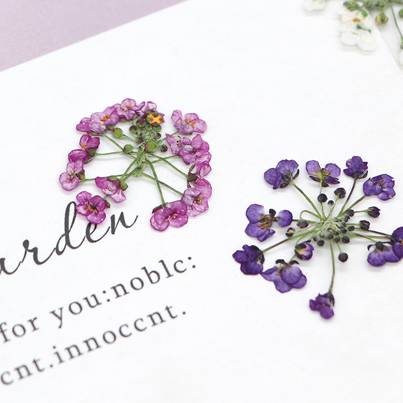 1.5-2.5cm/12개, 천연 압축 눈꽃송이 꽃 머리 - Dried Flower Bookmark 리뷰 및 가격